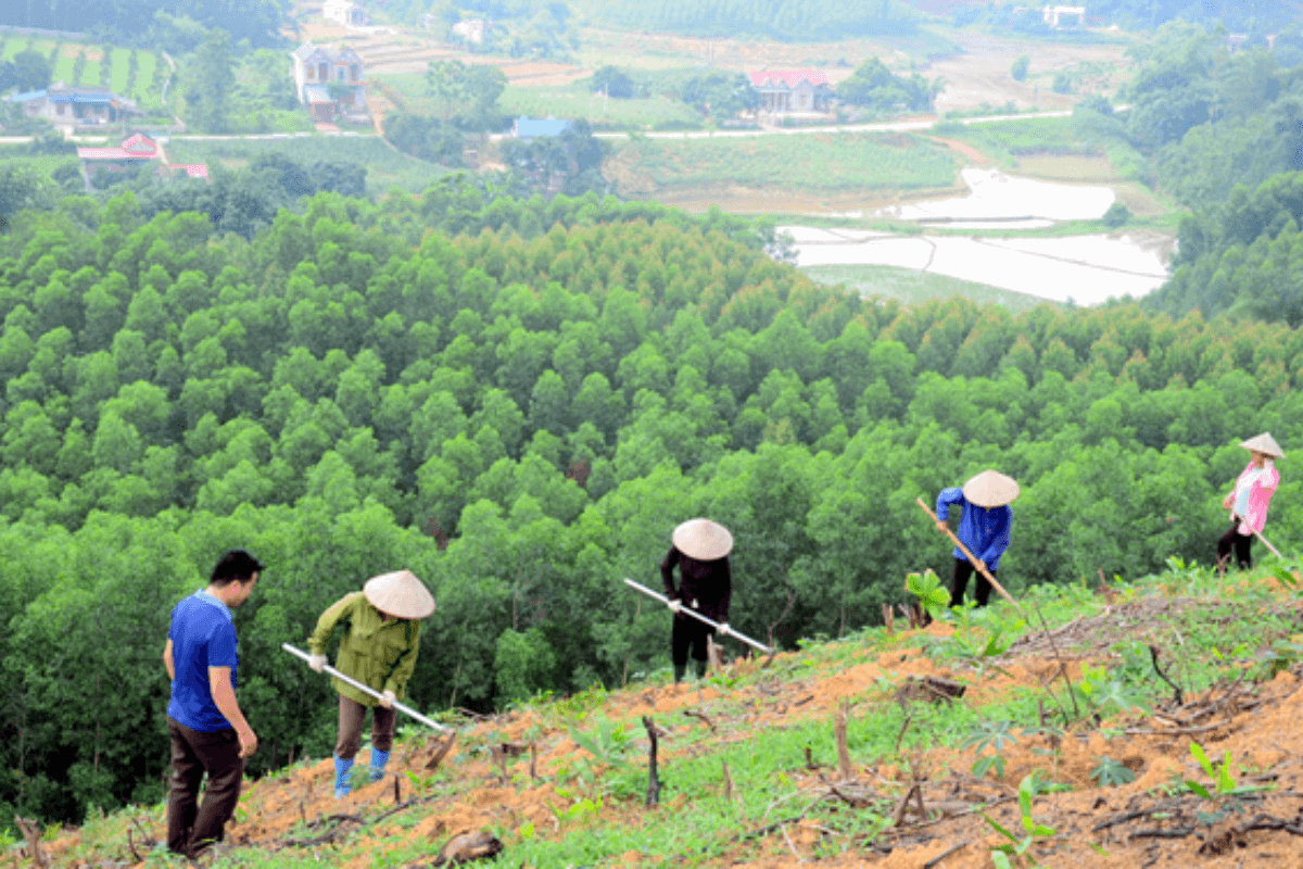 Sustainable afforestation initiatives