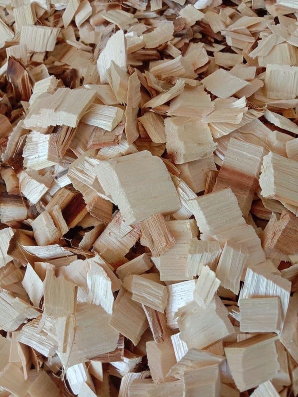 Loading acacia wood chips for export