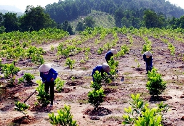 Cây giống được trồng trên sườn đồi